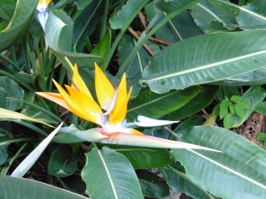 Beautiful Strelizia Flowers         
